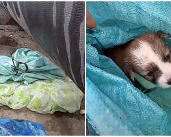 Newborn Pup Trembled In Bag After He Was Tied Up & Left On Bridge In Frigid Rain