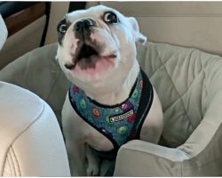 Mom Tells Frenchie The Dog Park Is Closed And Pup Throws A Hilarious ‘Tantrum’ In Protest