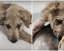 Badly Beaten Puppy Felt Unworthy, Looked At His Paw & Realized He Matters