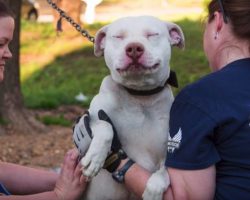 Dog Smiles Knowing His Days Of Abuse And Neglect Are Over