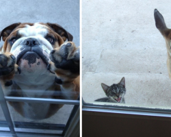 15 Pets Who Instantly Regret Going Outside