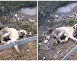Crippled Stray Pleaded With Man To Grab Her And Run Across Treacherous Highway