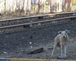 Blue-Eyed Husky Had No One, Stood Alone On The Tracks Of A Ghost Town