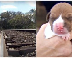 Newborn Puppy Bound To Railroad Tracks Whimpers As Train Inches Closer