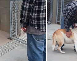 Shelter Dog ‘Without A Personality’ Finally Smiles When Owner Shows Up