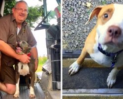 UPS Driver Depressed After His Pit Bull Died, Befriends Pit Bulls On His Route