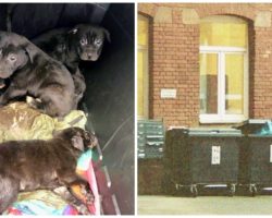 7 Terrified, Sickly Pups Stuffed Into Plastic Bin & Tossed On Side Of Road