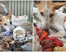 He Chose A Spot Where He Could Give Up In Peace & Collapsed In Pile Of Garbage