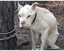 Forgotten Emaciated Dog Lives 4 Long Years Alone On Chain Tethered To A Tree