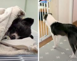 Dog Refuses To Leave Her Sick Brother Who’s Given Almost No Chance Of Survival