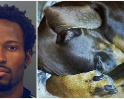 Doberman Buried His Head As Hateful Human Cracked Every Rib In His Quivering Body