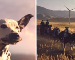 Budweiser Super Bowl Ad Features The Clydesdales And One Happy Pooch