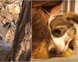 Baby Wept In Pain After Owner Left Her In Woods, Embraced Only Person Who Cared