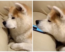 Depressed Doggo Has Strangest Reaction To Hearing Sister’s Voice On Phone