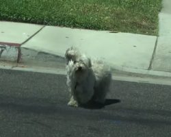 Small Dog Runs Away From Home And Gets Lost While Looking For His Girlfriend