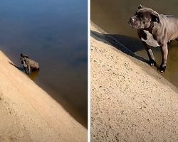 Owner Dumps Pit Bull In A Filthy Canal, Dog Sits In The Same Spot For Days