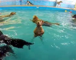 “Socially Awkward” Dog Stands Still In The Pool While Other Dogs Swim And Play