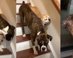 Dog Guides Blind Pup Down The Stairs & Keeps A Close Eye As He Lets Him Out