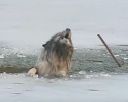 Family Hears Barking And Looks Outside To See Their Dog In The Icy Water
