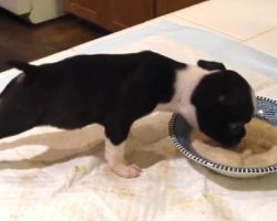 Boston Terrier Puppy Is Eating His Dinner and Mom Can’t Control Her Laughter