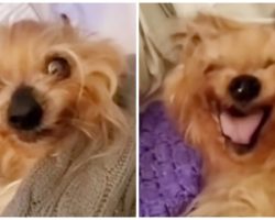 Tiny Dog Acts Like Cranky Teenager As Mom Tries To Get Him Out Of Bed Each Day