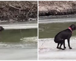 Fire Department Attempts To Beat The Clock Before Stranded Dog Freezes To Death