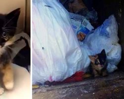Owner Seals Kitten In A Tight Plastic Bag And Tosses Her Into The Garbage Truck