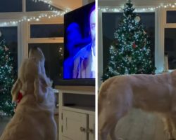 Jolly Golden Retriever Plops In Front Of The TV & Sings Along To White Christmas