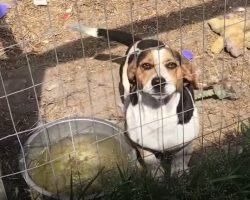 His Sad Puppy Eyes Didn’t Work On A Stubborn Owner Who Wouldn’t Bend