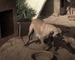 Dog’s Only Purpose Was To Be Bred To Supply Puppies From The End Of Her Chain