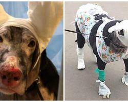 Pregnant Dog Gets 4 Hospice Patients Out Of Blaze But Firefighters Forget Her