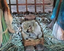 Stray Puppy With Nowhere Else To Go Sleeps In Nativity Scene For Refuge