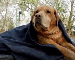 Dog Could No Longer Walk, And His Owner Abandoned Him