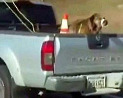 Dog Seen Tied Up In Truck Bed With Mouth Taped Shut As Owner Sped On Freeway