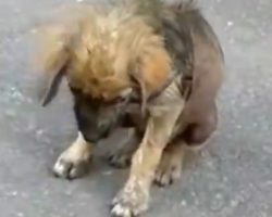 Puppy Forced Out Of His Home For Being Sick Hangs His Head In Shame