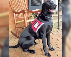 Local Service Dog To Get Rare Surgery, Expert Vet Will Fly In From Switzerland