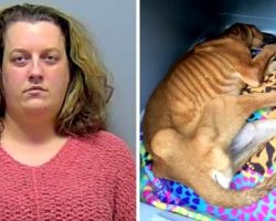 Woman Adopts Sweet Dog Only To Lock Him Up And Let Him Die Without Food Or Water