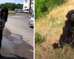 Woman Rescues Stray From The Road, Sees Another In The Field With A Rope