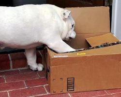 Bulldog Is Oddly Obsessed With The Weirdest “Toy”, So Dad Orders A Boxful Of It