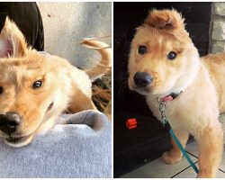 Golden ‘Unicorn’ Puppy Has One Ear At The Top Of Her Head