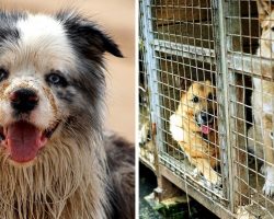 Police Bust Large Dognapping Ring, Recover Total Of 44 Stolen Dogs And Puppies