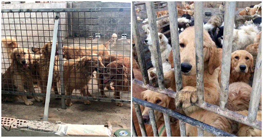 Rescues Work Together To Save 60 Pups From Dog Meat Trade Before Slaughter