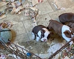 Woman Crams 63 Pups Into Feces-Filled Barn, Forces Them To Live In Squalor