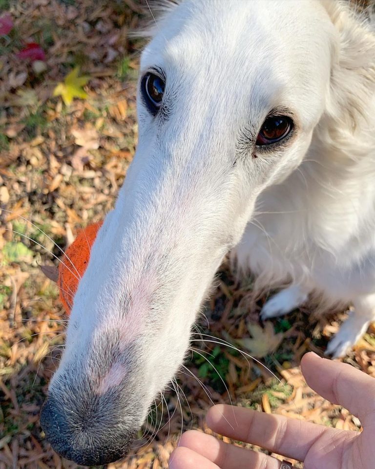 Meet Eris, The Borzoi Sighthound Dog With The World’s Longest Nose