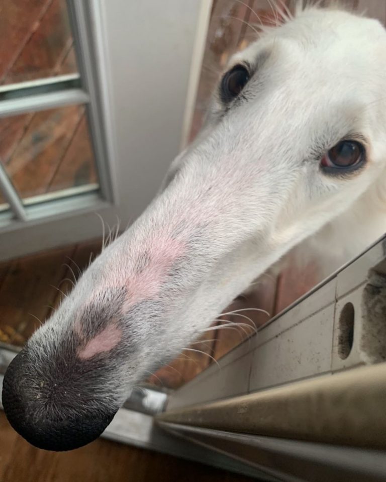 Meet Eris, The Borzoi Sighthound Dog With The World’s Longest Nose