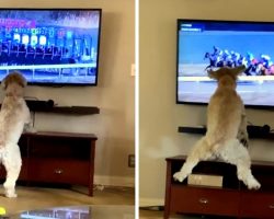 Patient Dog “Loses Her Mind” The Moment The Horses Start Racing On TV