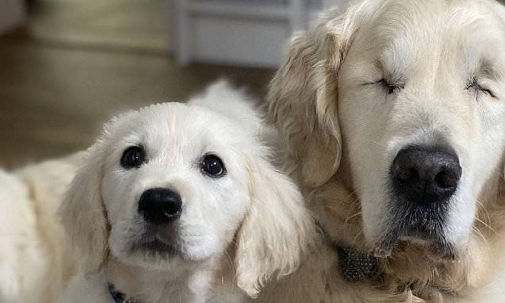 Blind Dog Gets His Own Guide Dog! Puppy Helps Ailing Golden Retriever