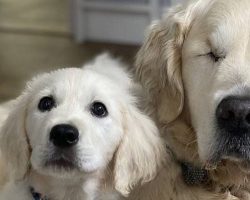 Blind Dog Gets His Own Guide Dog! Puppy Helps Ailing Golden Retriever Find His Way On Walks