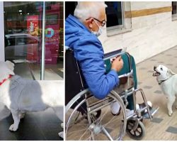 Devoted Dog Follows Ambulance & Waits Days Outside Of Hospital For Sick Owner