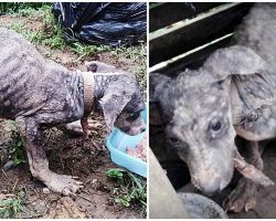 Used As A Guard Dog, He Was Chained Up For 6 Months As His Infection Worsened